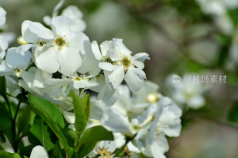 总状外索草/普通珍珠灌木/珍珠灌木:早春耀眼的白花展示